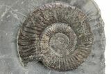 Ammonite (Dactylioceras) Fossil Cluster - England #243496-4